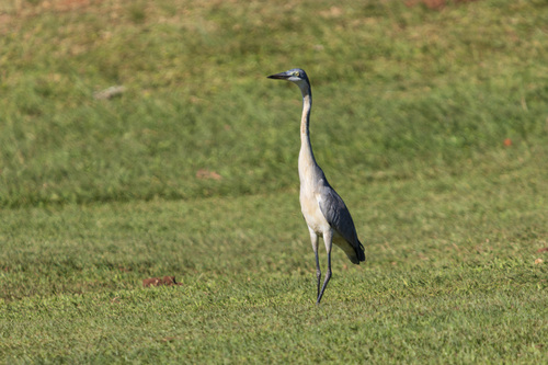 Black-headed Heron