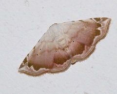 Eublemma roseonivea