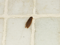 Danielithosia immaculata