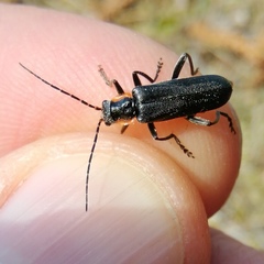 Cantharis obscura