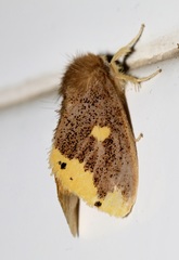 Euproctis quadrangularis