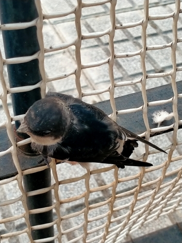Western House Martin