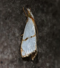 Pseudargyria interruptella