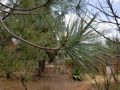 Pinus maximartinezii