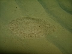 Pardachirus marmoratus