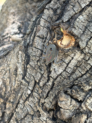 Yellow-spotted Stink Bug