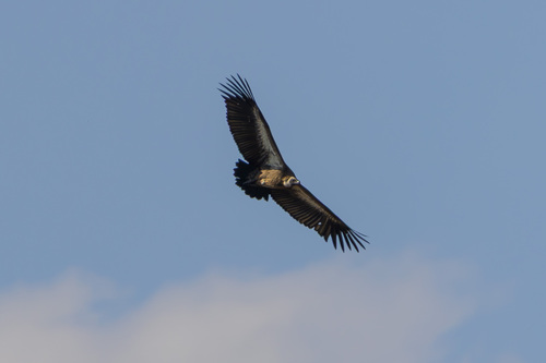 White-backed Vulture