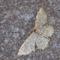 Idaea costiguttata
