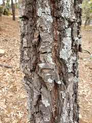 Pinus maximartinezii