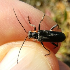 Cantharis obscura