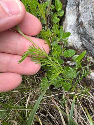 Achillea oxyloba, photograph 6