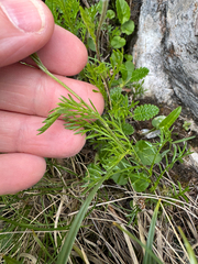 Achillea oxyloba, photograph (c) Jeff Clark, some rights reserved (CC BY)
