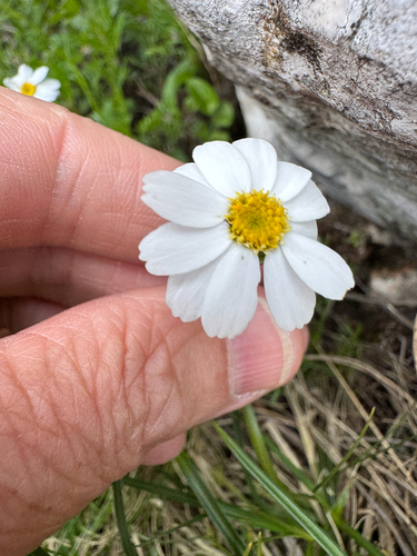 Achillea oxyloba, photograph 5
