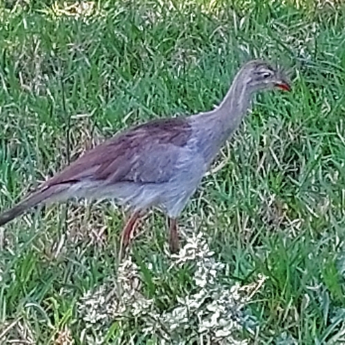 Red-legged Seriema