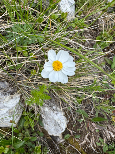 Achillea oxyloba