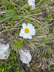 Achillea oxyloba, photograph (c) Jeff Clark, some rights reserved (CC BY)