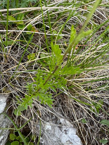 Achillea oxyloba, photograph 3
