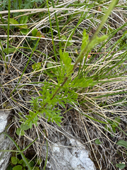 Achillea oxyloba, photograph (c) Jeff Clark, some rights reserved (CC BY)