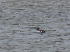 Clangula hyemalis image