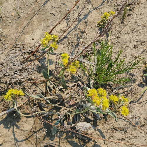 alpine golden buckwheat