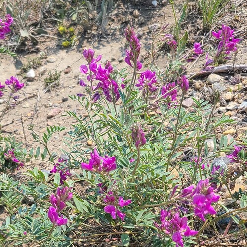Boreal Sweet-vetch