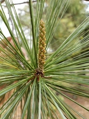 Pinus maximartinezii