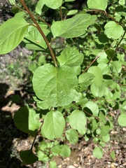 Styrax redivivus