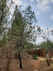 Pinus maximartinezii