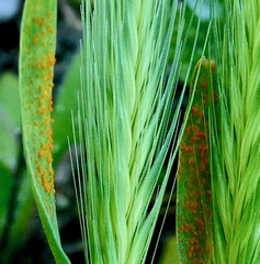 Puccinia hordei