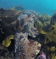 Orectolobus halei
