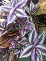 Tradescantia zebrina zebrina