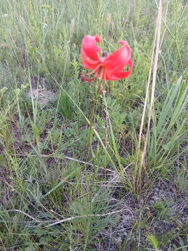 Lilium pumilum, photograph 2