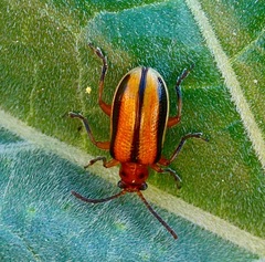Lema daturaphila