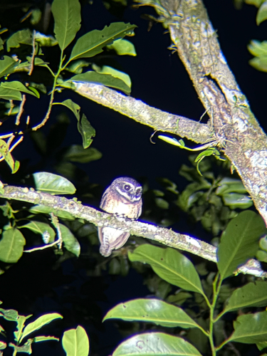 Speckled Boobook (Ninox punctulata)