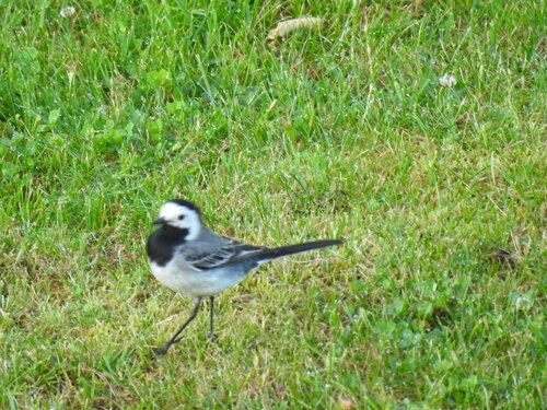 White Wagtail