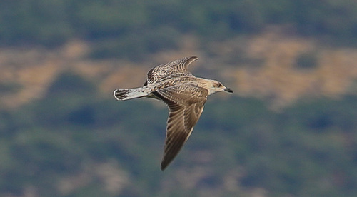 Yellow-legged Gull