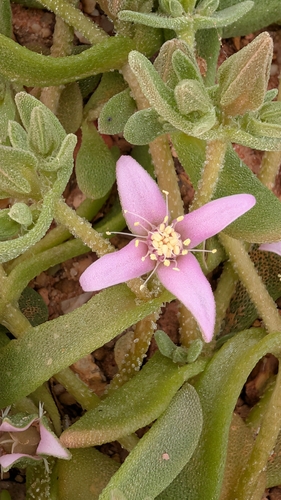 Gunniopsis kochii