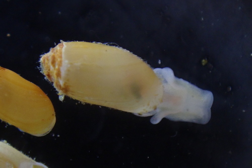 Acteocina inculta observed 2026-07-02