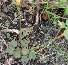 Oxalis punctata