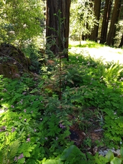 Sequoia
