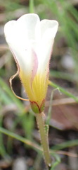 Oxalis punctata, photograph (c) Nicola van Berkel, some rights reserved (CC BY-SA)