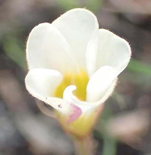 Oxalis punctata, photograph 2