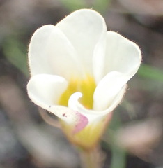 Oxalis punctata, photograph (c) Nicola van Berkel, some rights reserved (CC BY-SA)