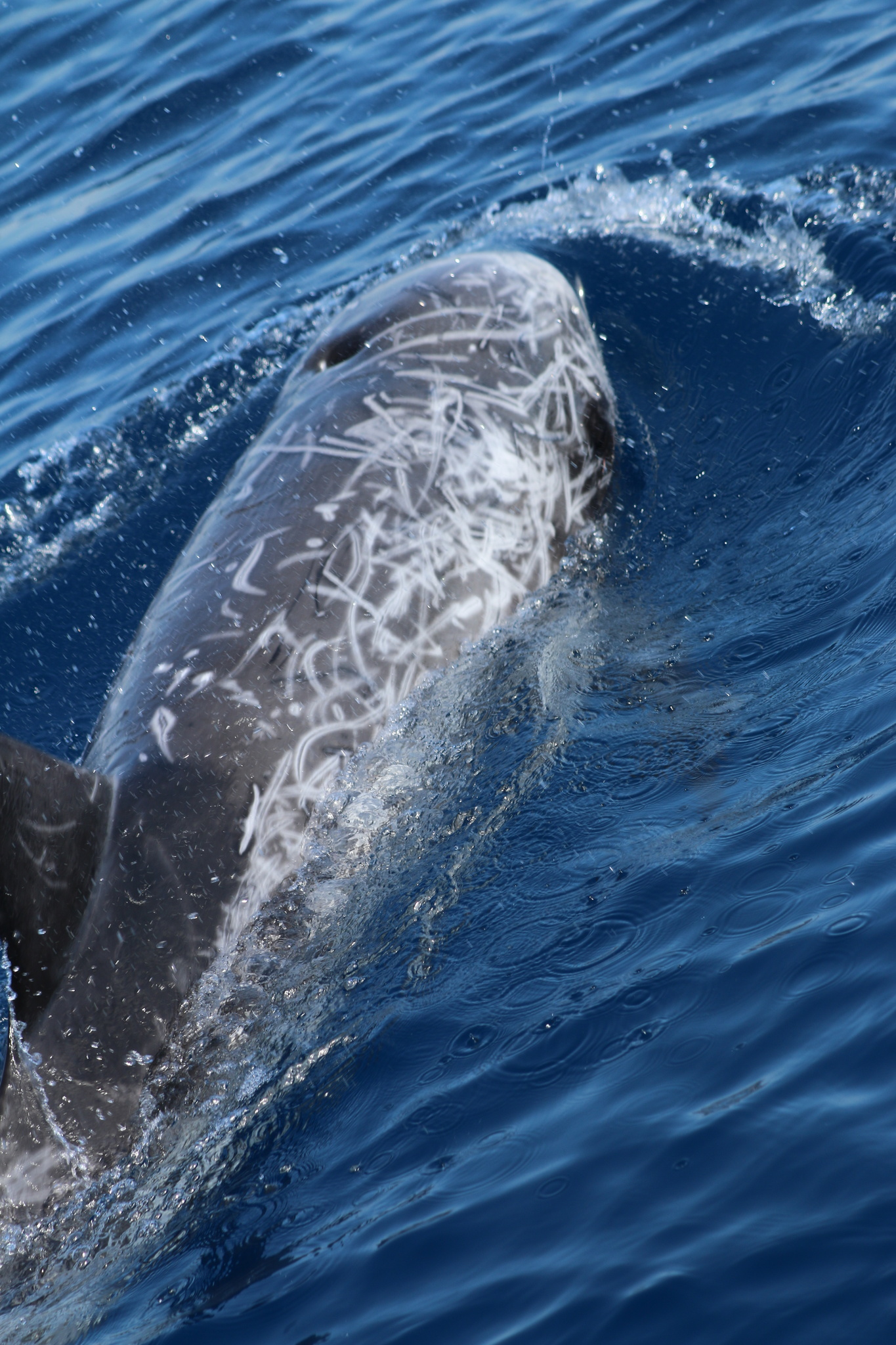 Grampus griseus