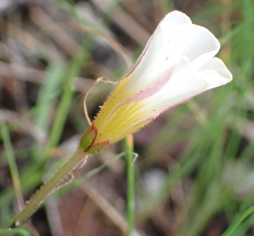 Oxalis punctata, photograph 3