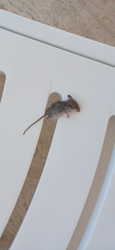 Macedonian Mouse
