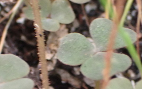Oxalis punctata, photograph 4