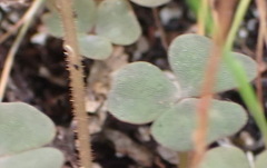 Oxalis punctata, photograph (c) Nicola van Berkel, some rights reserved (CC BY-SA)