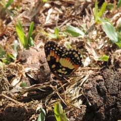 Chlosyne lacinia saundersi