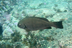Girella elevata
